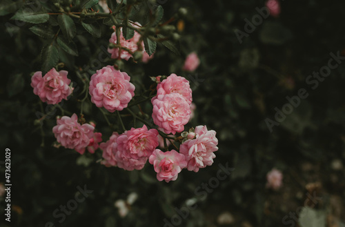 Bush of roses