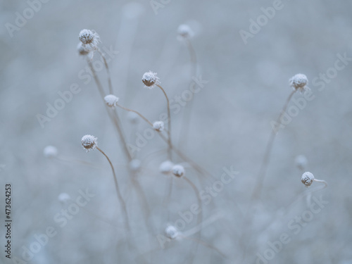 冬の枯れ草