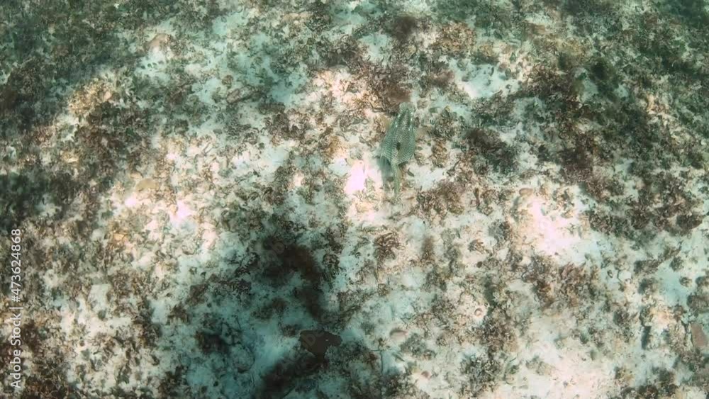 beautiful fish and other coral reef fish on the reef, mexico. High quality FullHD footage beautiful fish and other coral reef fish on the reef, mexico. High quality FullHD footage