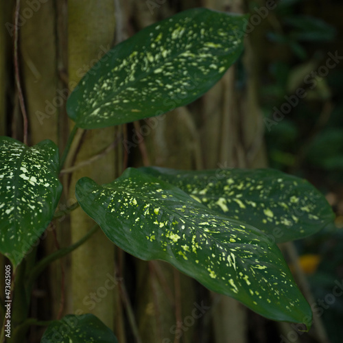 green leaf with water drops