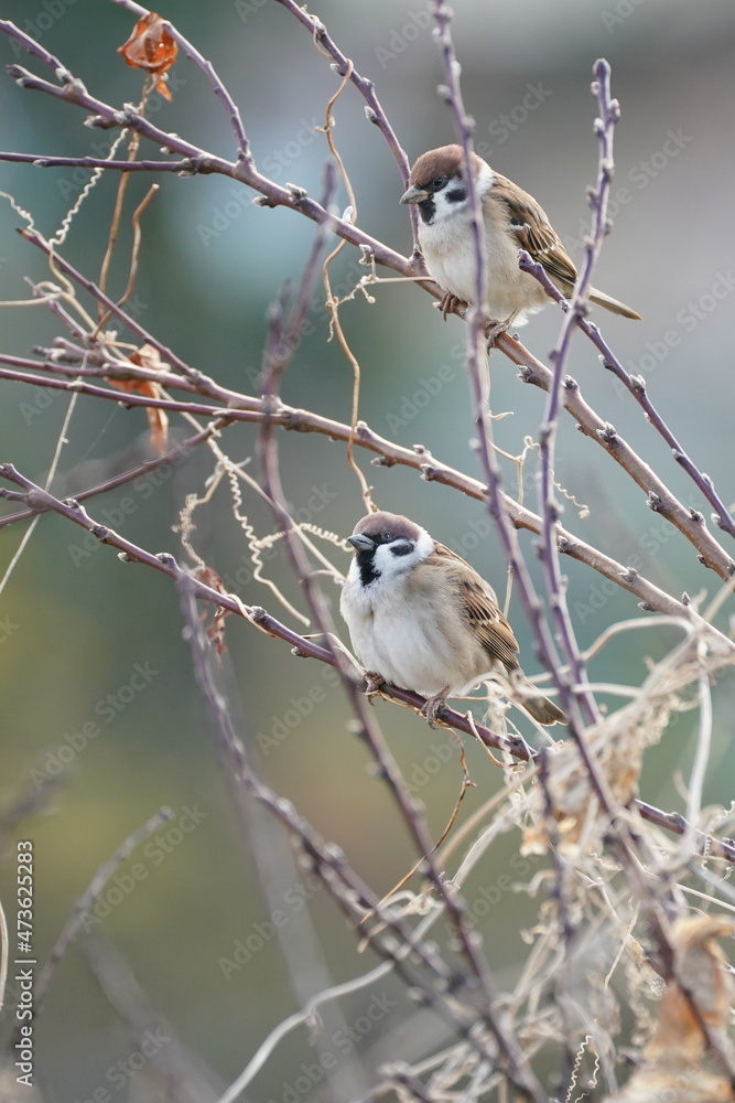 sparrow on the branch sparrow on the branch