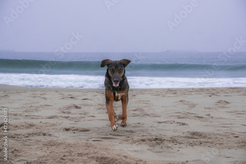 Pies na plaży