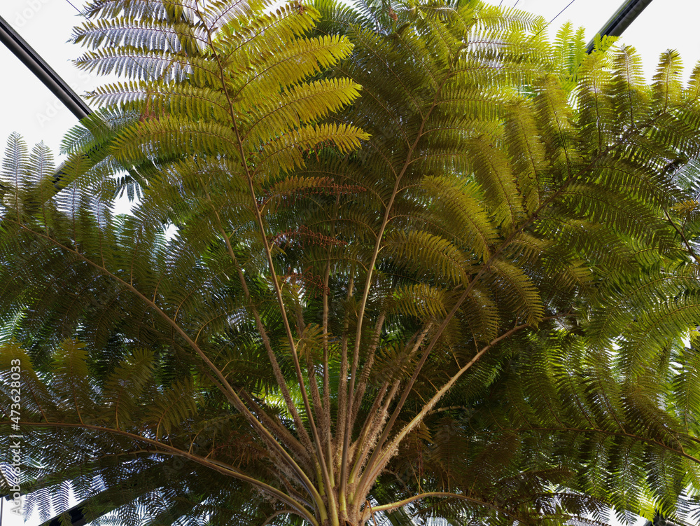 Naklejka premium green tree