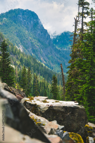 Mountain Forest Landscape