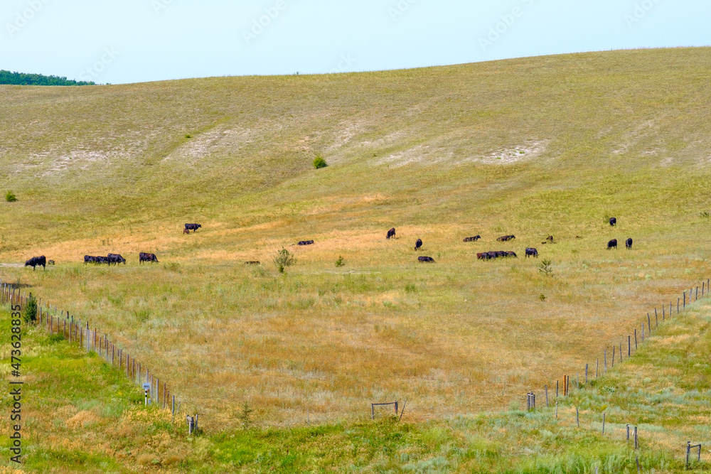 A herd of black cows grazes on a hillside on a summer day. Fattening of cattle.