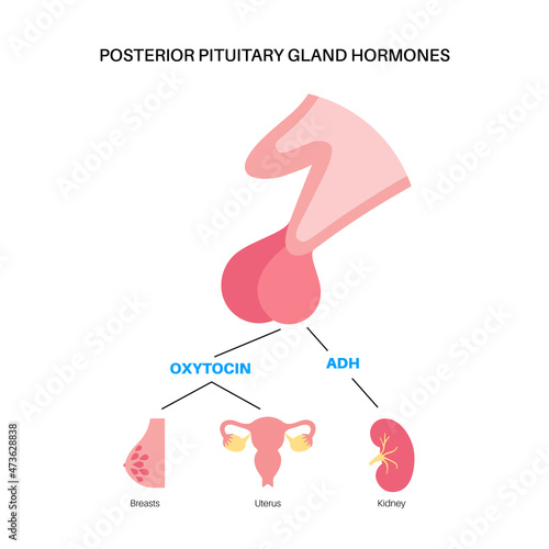 Pituitary gland hormones photo