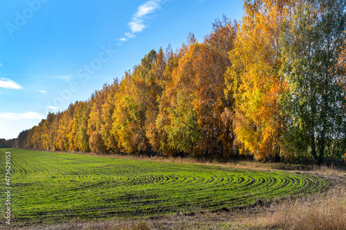 Fototapeta Naklejka Na Ścianę i Meble -  Autumn landscape. Trees with yellow foliage and a green field with winter crops