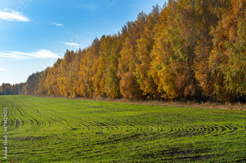 Autumn landscape. Trees with yellow foliage and a green field with winter crops