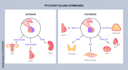 Pituitary gland hormones
