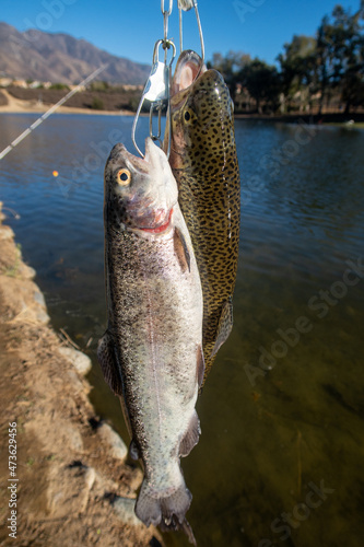 Fresh Caught Rainbow Trout on a Stringer with Beautifu; Colors Shimmering in the Sun Ready tp Be Cooked for Dinner