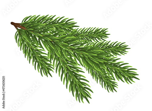 Fir tree branch on white background.