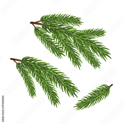 Fir tree branches on white background.
