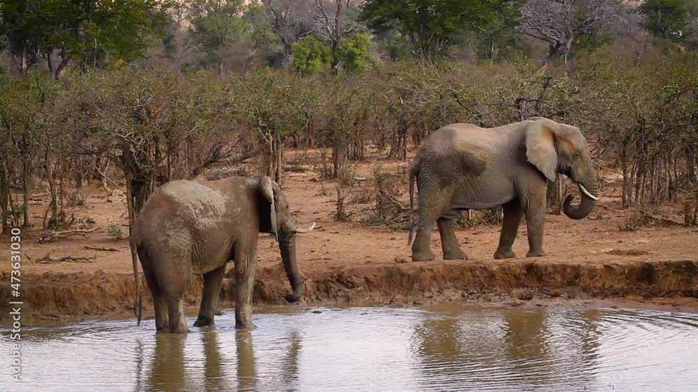 Two African bush elephant walking in waterhole in Kruger National park, South Africa ; Specie Loxodonta africana family of Elephantidae Two African bush elephant walking in waterhole in Kruger National park, South Africa ; Specie Loxodonta africana family of Elephantidae