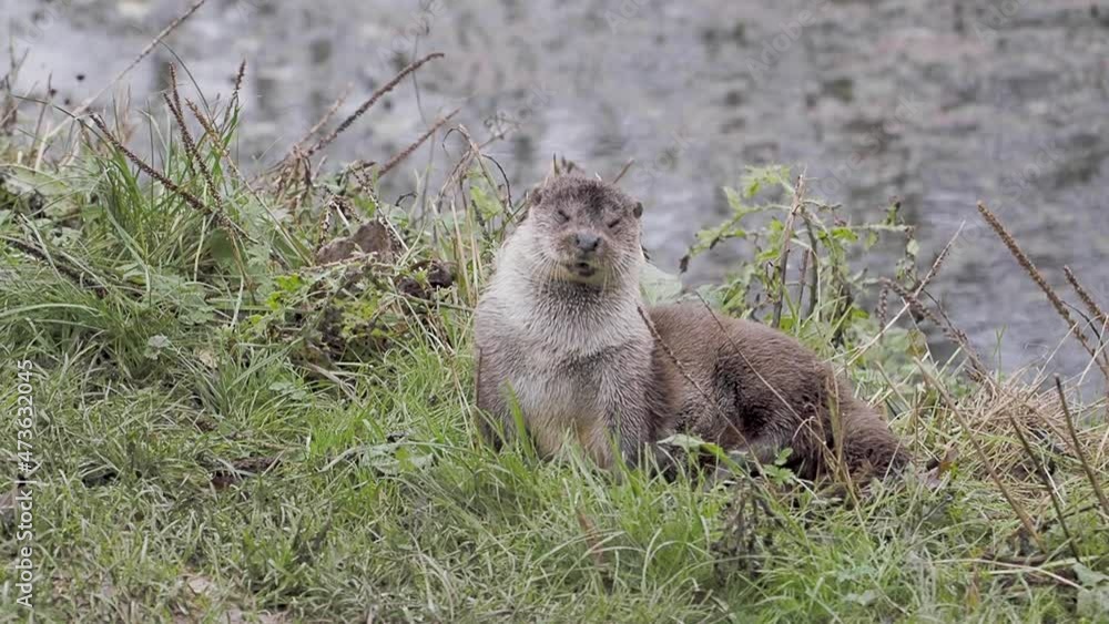 Slow Motion of an Otter Yawning Slow Motion of an Otter Yawning