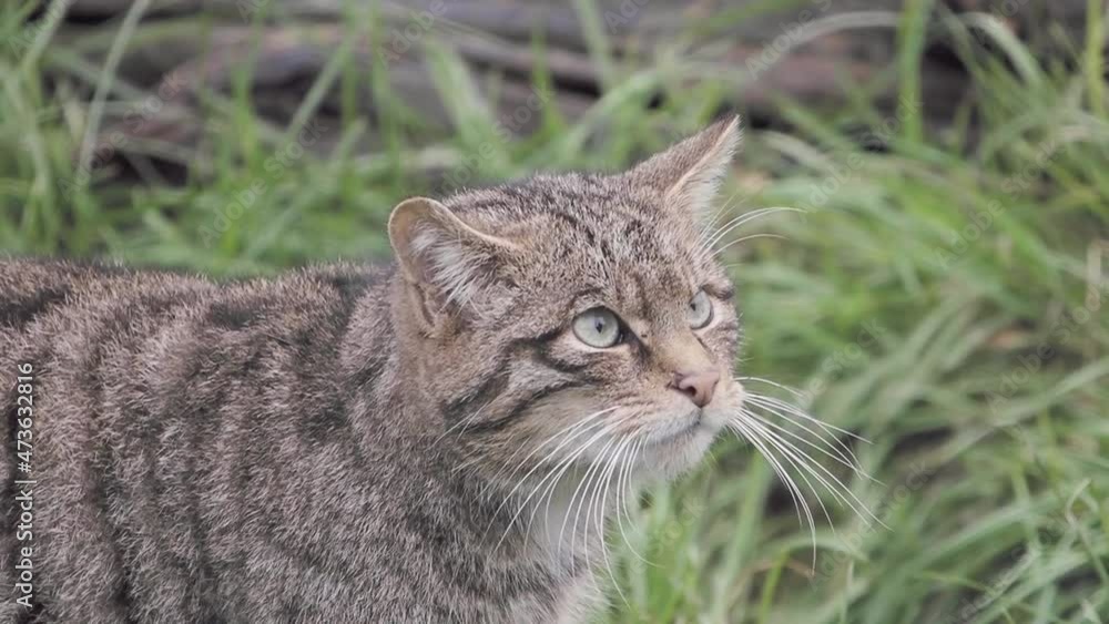 Scottish Wildcat in Slow Motion Scottish Wildcat in Slow Motion