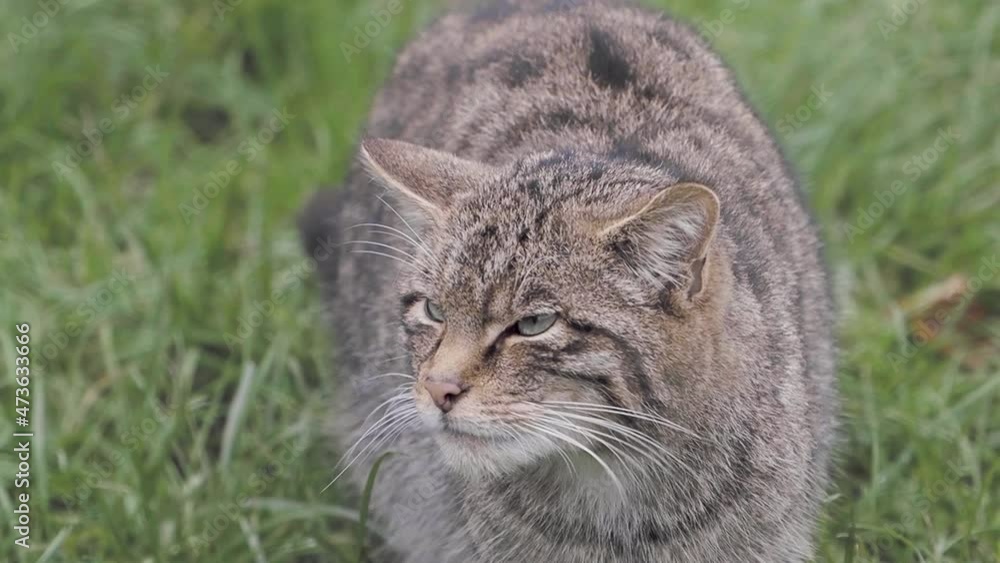 Scottish Wildcat in Slow Motion Scottish Wildcat in Slow Motion