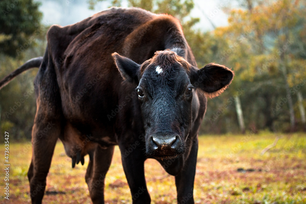 cow in the field 