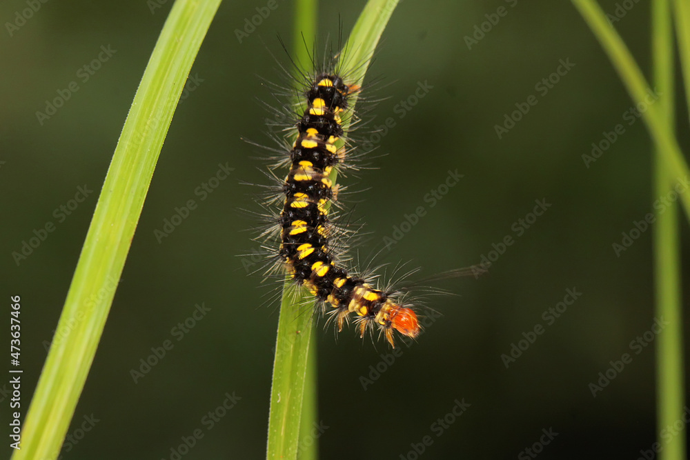 A caterpillar is foraging in a bush. 