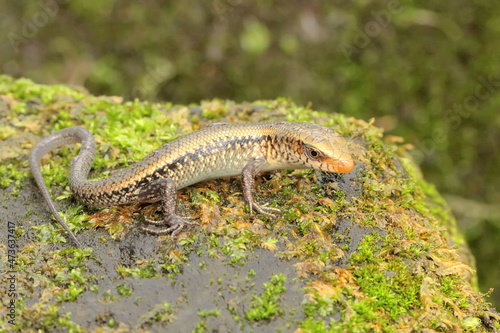 A young sun skink is looking for prey on a moss-covered ground. This reptile has the scientific name Mabouya multifasciata.