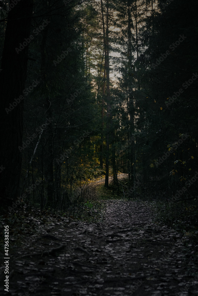 some shade in the forest