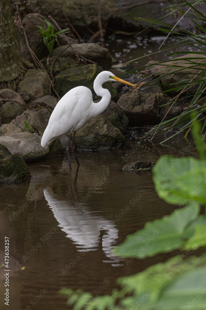 Intermediate Egret in water Intermediate Egret in water