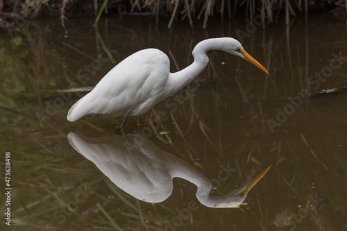 Intermediate Egret in water