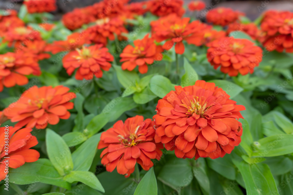 Red and yellow dahlia Red and yellow dahlia