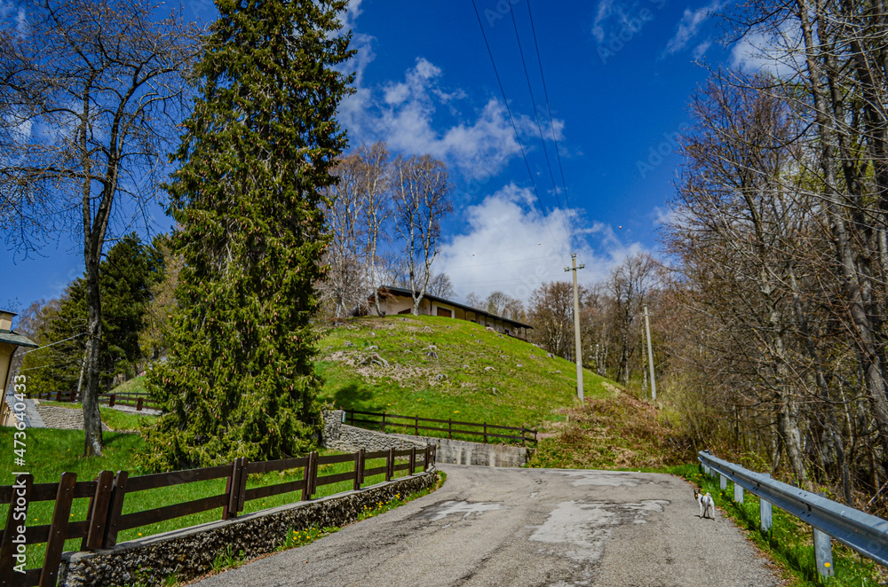 Fototapeta premium path in the park