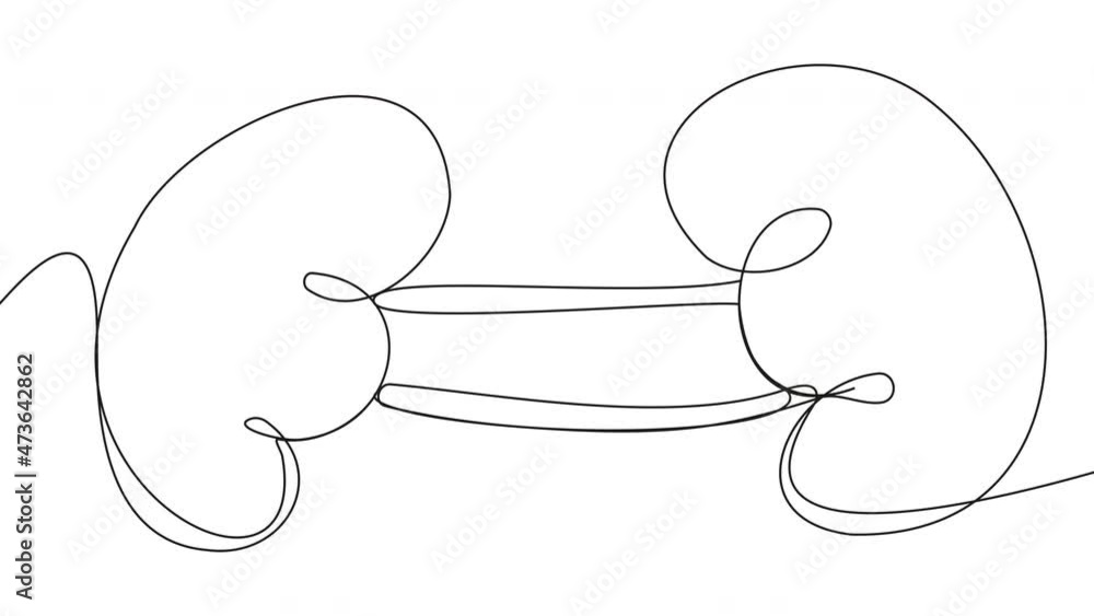Self-drawing of a human kidney in one line on a white screen. Animation of the contour of internal organs. 4k stock video with alpha channel for whiteboard, chalkboard, presentation. Self-drawing of a human kidney in one line on a white screen. Animation of the contour of internal organs. 4k stock video with alpha channel for whiteboard, chalkboard, presentation.