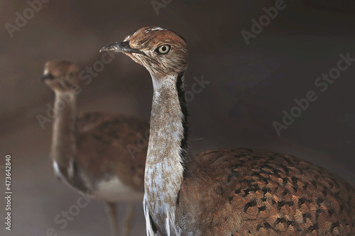 Houbara bustard in the United Arab Emirates