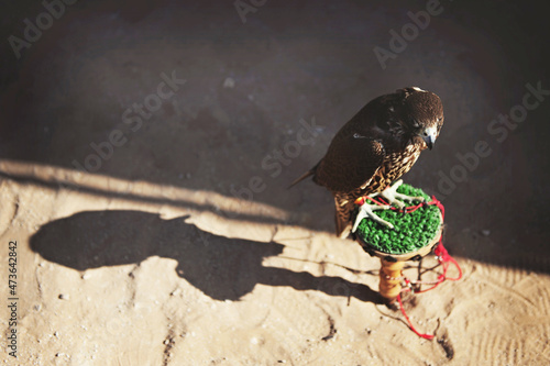 A falcon in the United Arab Emirates photo