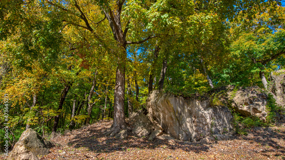 stone hill beneath an Autumn forest canopy stone hill beneath an Autumn forest canopy