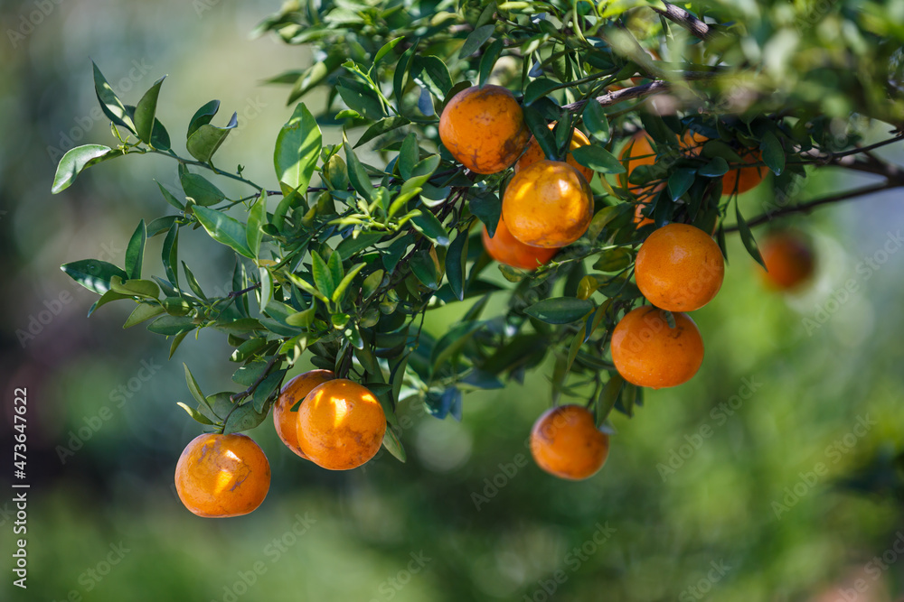close up ripe oranges fruit hanging on tree in orange plantation garden
