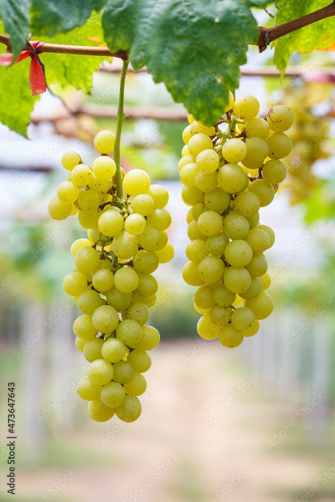 Bunch of white grapes hanging in vineyard