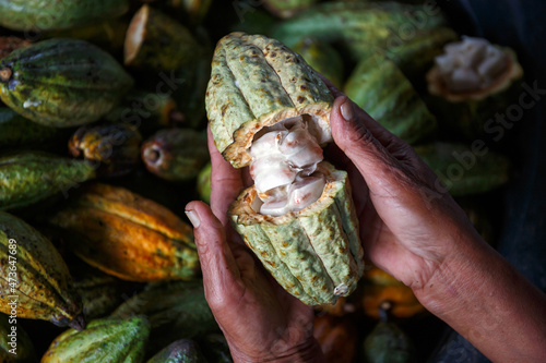 farmer hand holding opened raw fresh cacao  pod with white seeds © nutt
