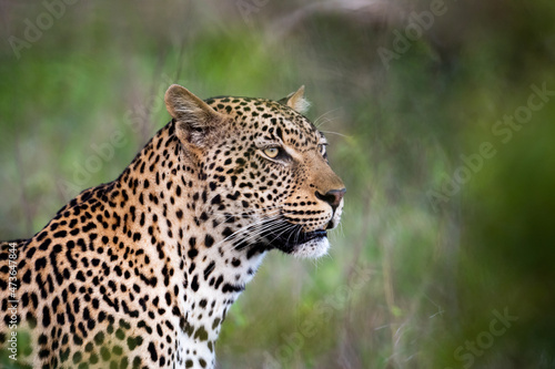 Portrait of leopard in Sabi Sand