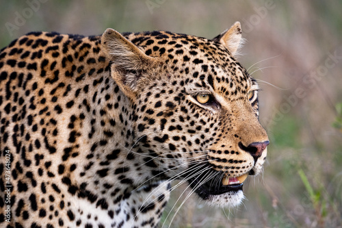 Portrait of leopard in Sabi Sand