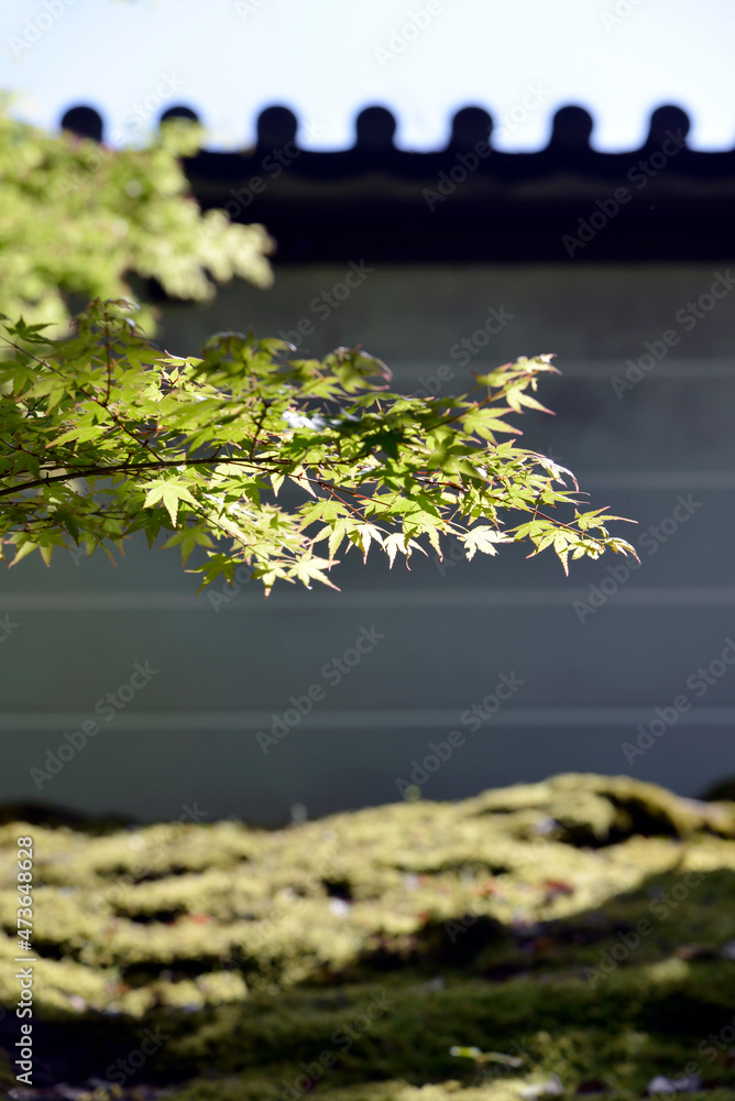 Naklejka premium 曼殊院 外壁の新緑 京都市左京区