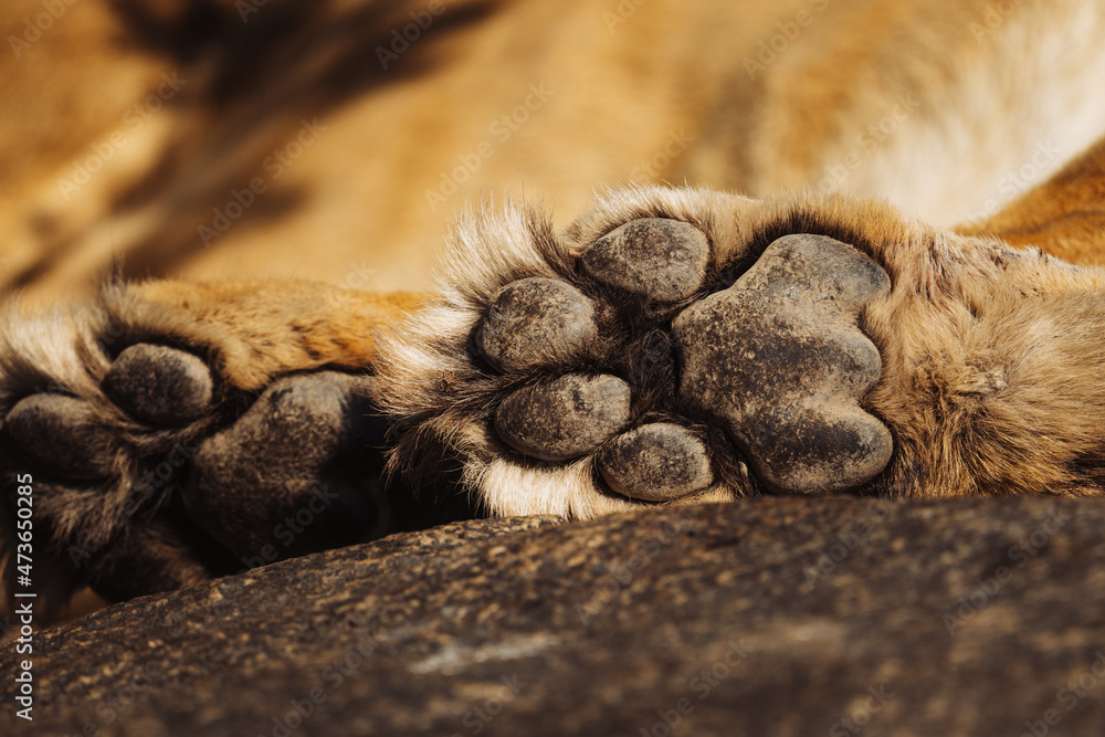Paw print of a lion Stock Photo | Adobe Stock