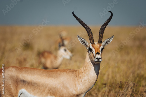 Grant gazelle in serengeti photo