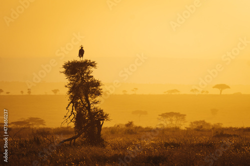 Secretary bird on a tree in the Africa savannah 