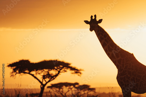 Silhouette of giraffe in Tanzania. photo
