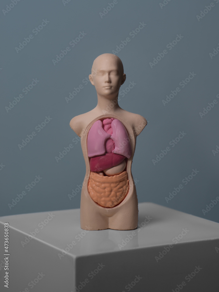 © Laura San Segundo/Stocksy - Plastic anatomy model with human organs © Laura San Segundo/Stocksy - Plastic anatomy model with human organs