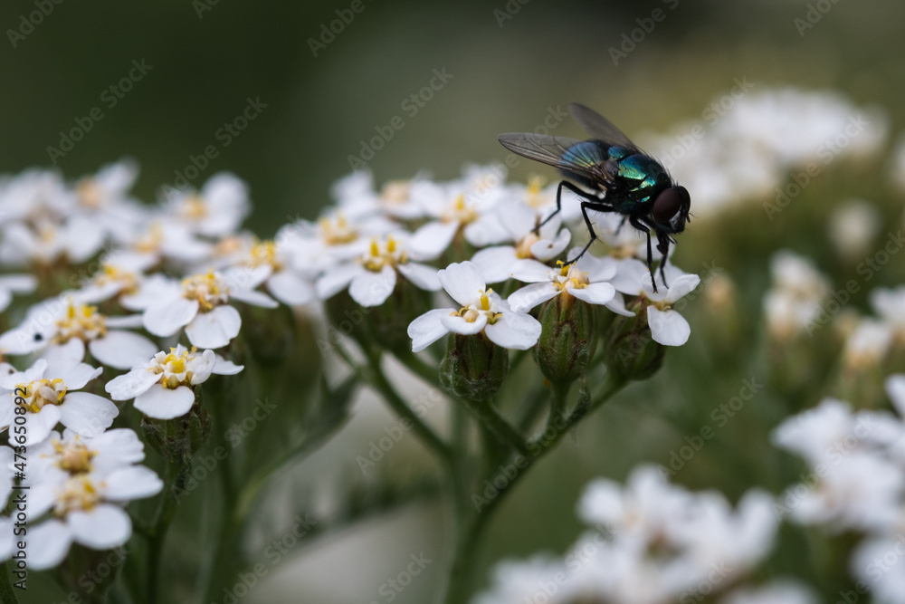 blue bottle fly on yarrow flower blue bottle fly on yarrow flower