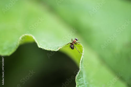 ant climbing on a leaf photo