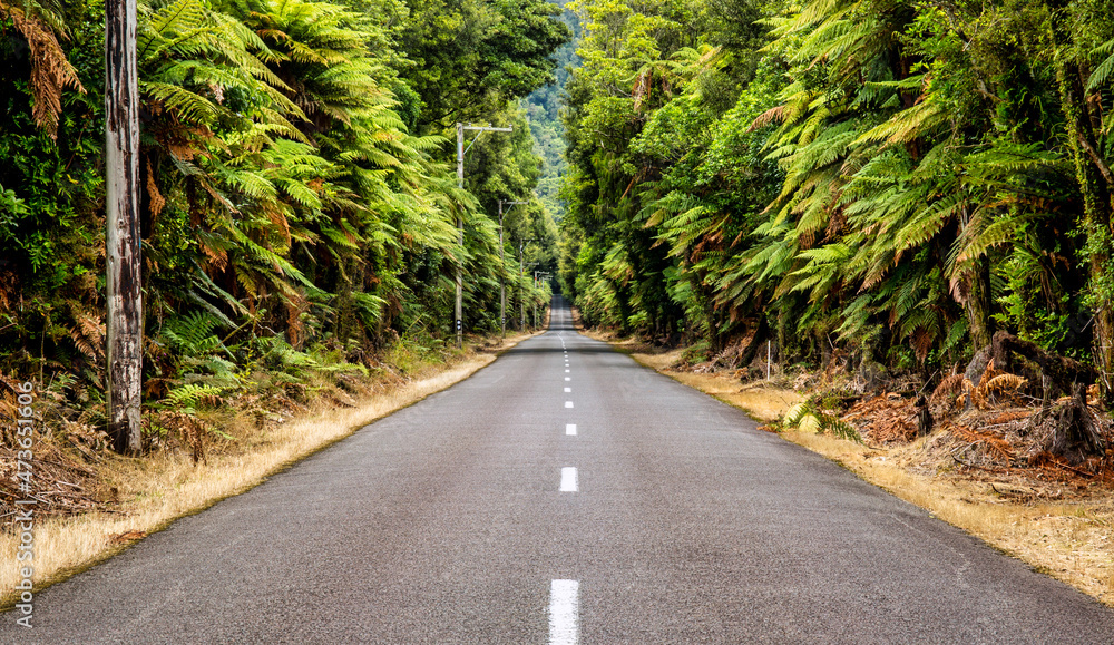 Obraz premium Long straight road through an avenue of trees vanishing into the distance driving towards Lake Okataina Reserve