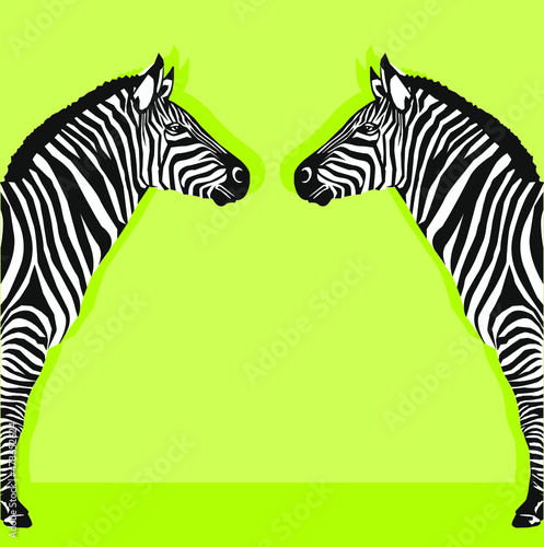 zebra animal with black and white stripes  vector illustration