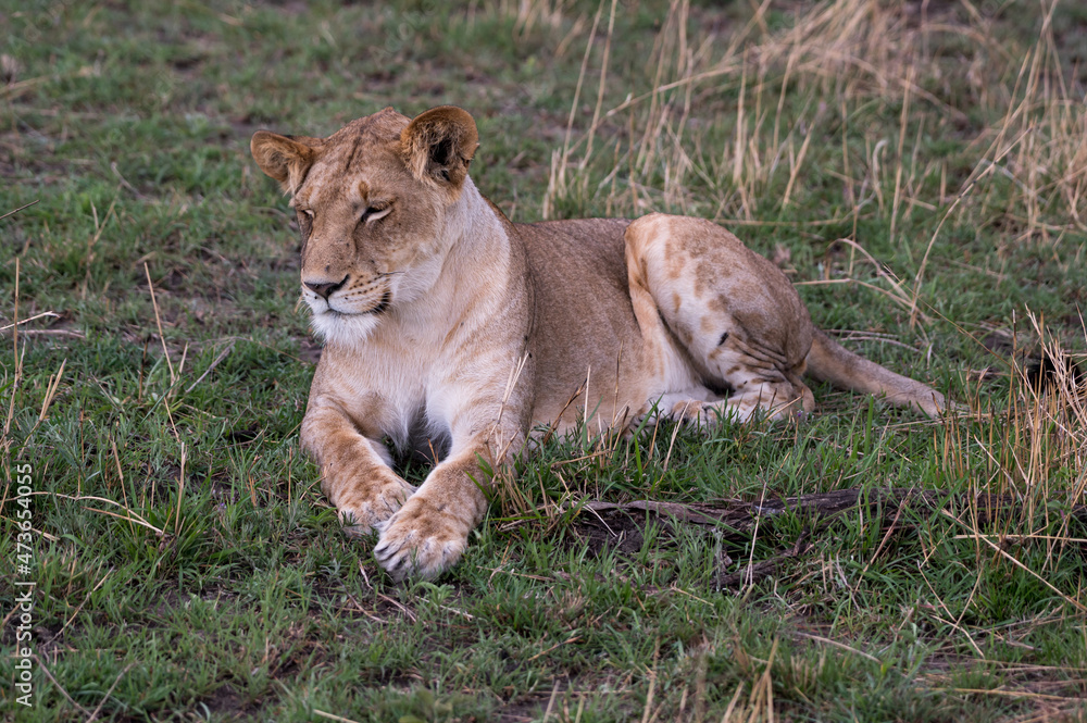 Portrait of a Wild Lion in the Serengeti Tanzania Portrait of a Wild Lion in the Serengeti Tanzania