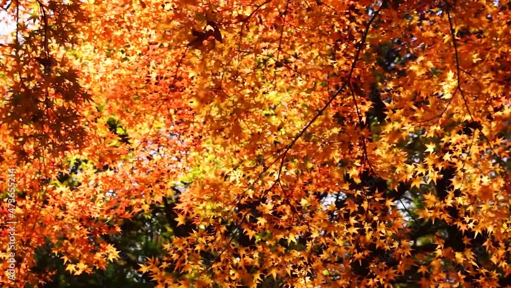 風にゆれる紅葉 立田山 熊本市 風にゆれる紅葉 立田山 熊本市
