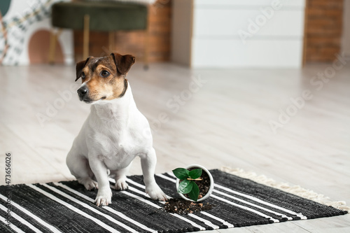 Naughty dog near overturned...